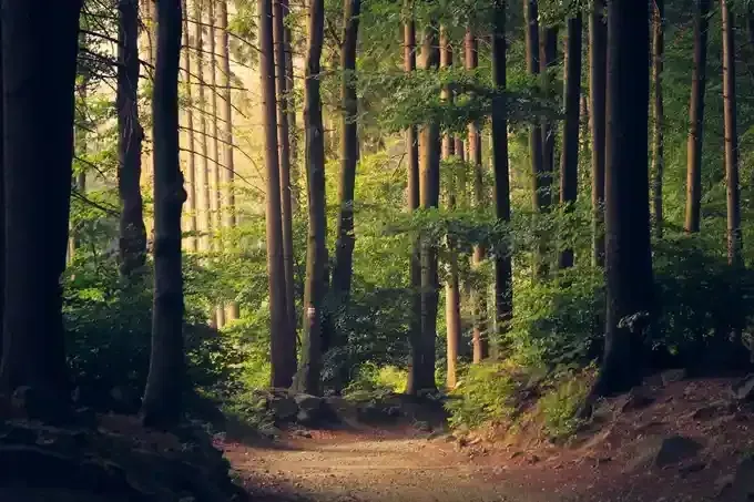 Peaceful green valley and quiet path
